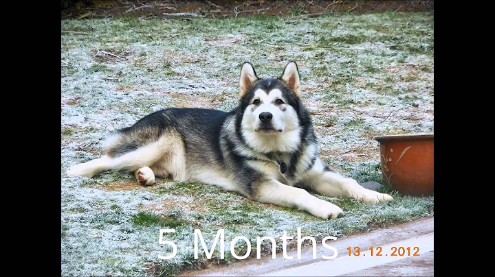 How quick an Alaskan Malamute grows in first Year