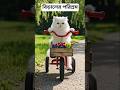 Hardworking Cats 🐱 Fruits Delivery Fun #cats #funnycats #cuteanimals #shorts