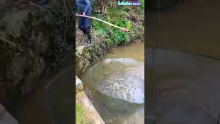 Rhodius fry farming: Net catching &amp; pond transferring, low cost &amp; high efficiency