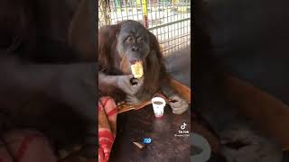 Gorilla Snacking