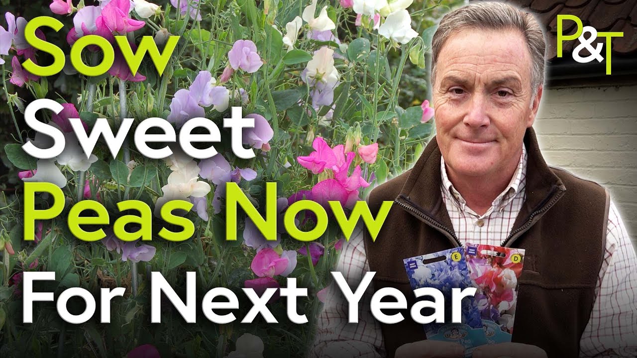 How To Sow Sweet Peas Now for Amazing Plants Next Year! - Pots ...