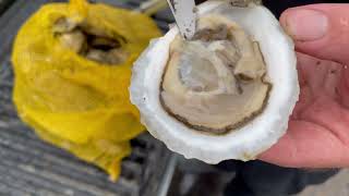 Morgan Ward - Oyster Anatomy Lesson