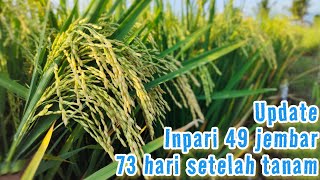 inpari 49 jembar saat keluar malai, update 73 hari setelah tanam