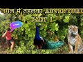 Jungle pe dangal adventure part 1 ।। #jungle #forest #videos #adventure #forest #animals