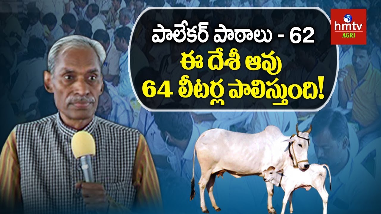 ఈ దేశీ ఆవు 64 లీటర్ల పాలిస్తుంది! | Subhash Palekar Lessons #62 | hmtv Agri