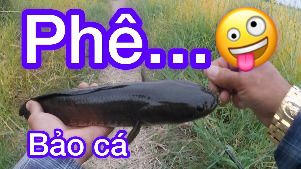 câu lure dạo trúng bầy cá ăn như pháo\thư giãn dân dã