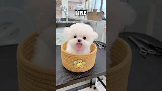 ¿Cual de estos PERRITOS quisieras ADOPTAR para toda la VIDA?😍🐶