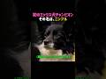 初のミックス犬チャンピオン