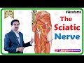 The Sciatic Nerve Anatomy - Origin, Course, Relations, Branches, Distribution and Clinical anatomy