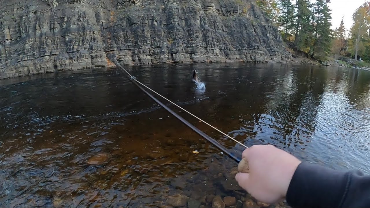15lbs Salmon, Margaree fall fishing 2023