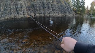 15lbs Salmon, Margaree fall fishing 2023