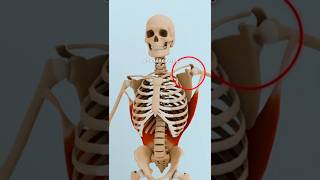 Evita problemas de cadera !!