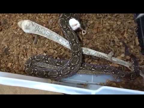 green anaconda feeding feeding some boa constrictors, and the green anacanda takes a quail first try
