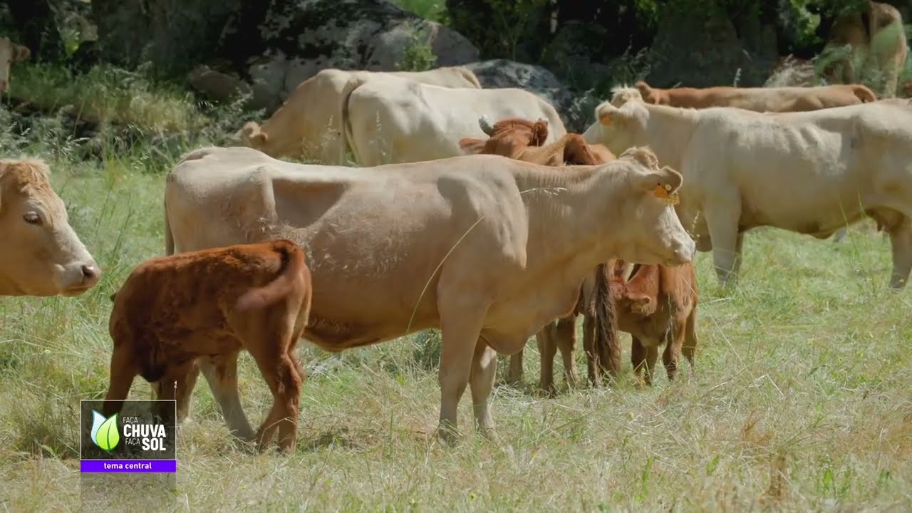 Reportagem Faça Chuva Faça Sol sobre Agrupamento de Produtores de Pecuária do Alentejo (ELIPEC)