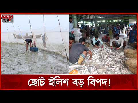 অবৈধ জালের ছড়াছড়ি, ধ্বংস হচ্ছে জাটকা, ছোট মাছ-জীববৈচিত্র্য | Ilish Fish | Fishing | Somoy TV