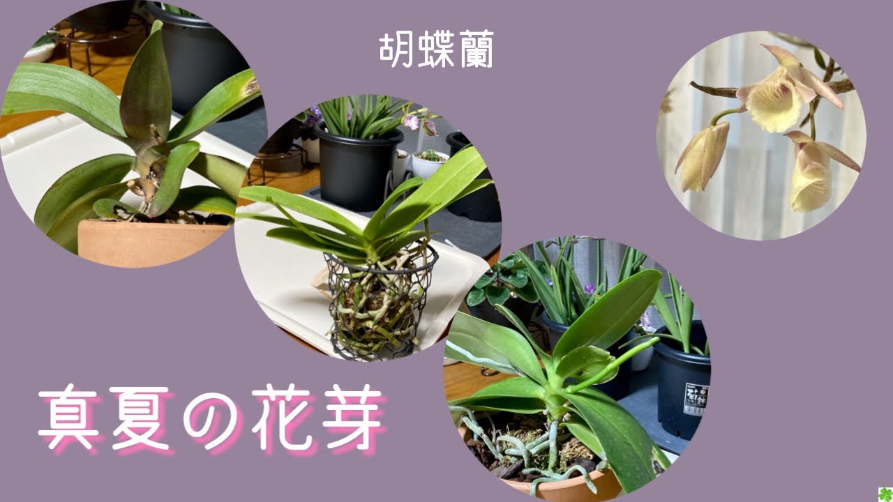 21年7月28日 胡蝶蘭 真夏の花芽3株です サマーローズ 満天紅 アマビリス デンドロビューム アフィラム の花 Youtube