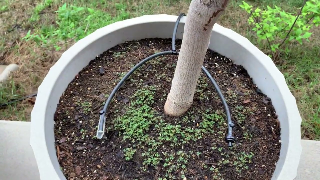 3-22-2024 White Champaca’s(Michelia Alba) update after stressful prunes