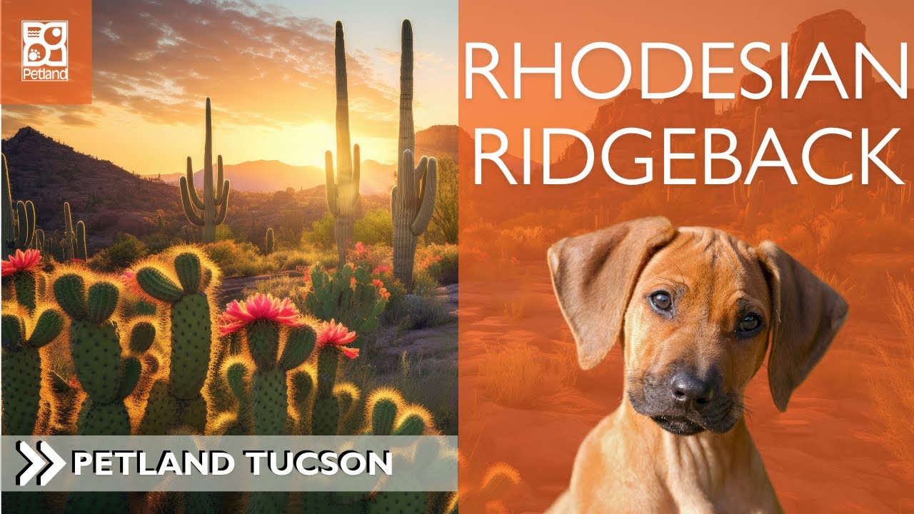 Rhodesian Ridgeback: Pawsitively Fascinating 101 Breed Facts