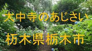 自然と遊ぶ　大中寺のあじさい　栃木県栃木市編