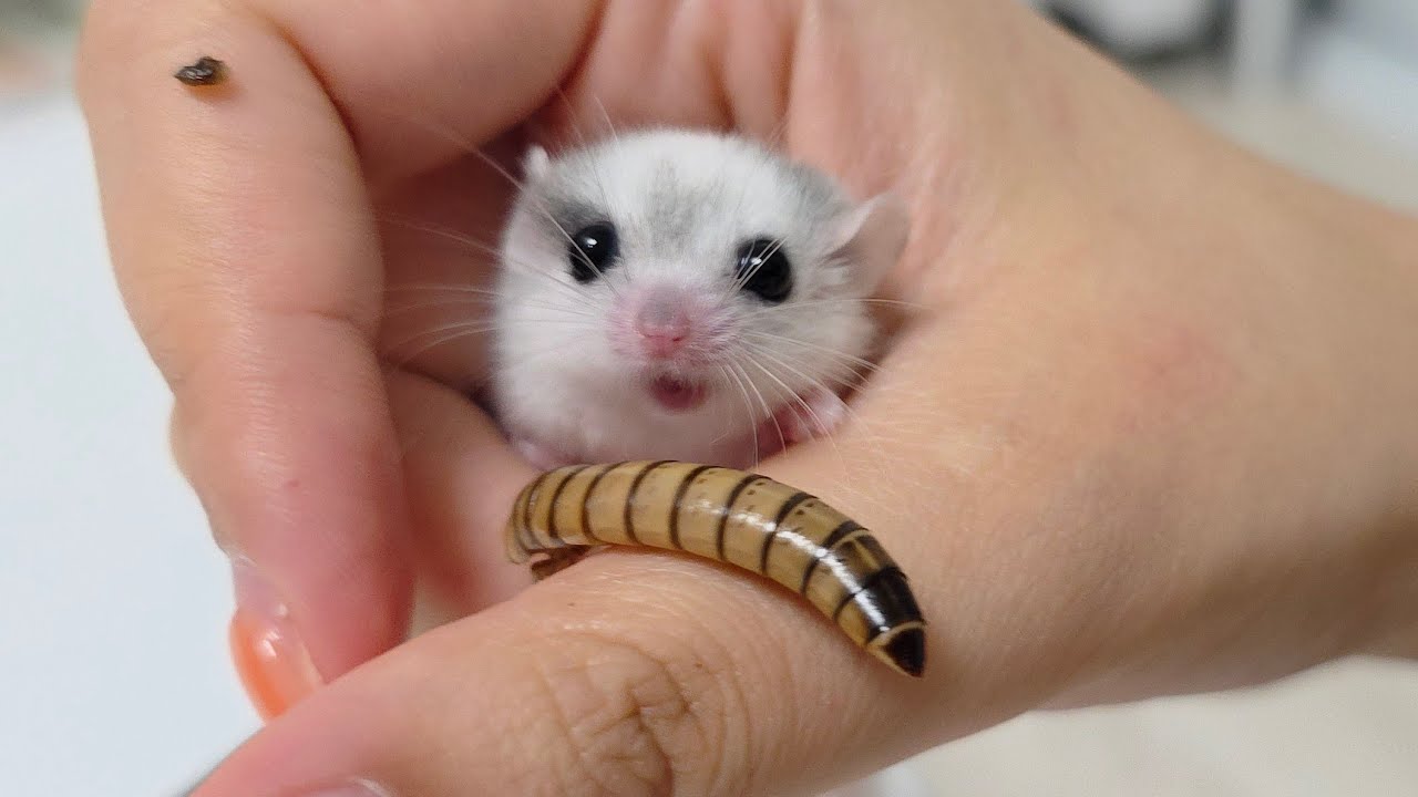 사람이 너무 좋으면 아기다람쥐가 이렇게까지 허락합니다ㅋㅋ 귀여워서 미치겠네요ㅋ