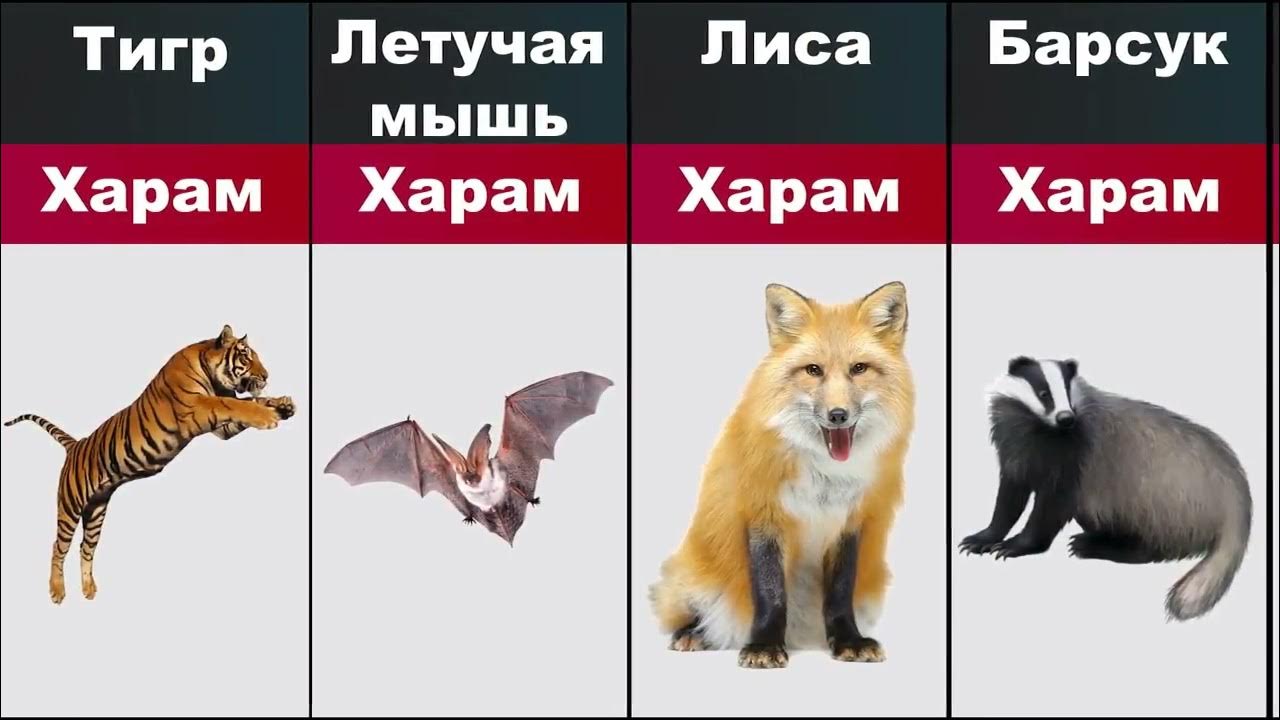 Животные халяль и харам. Какие животные харам. Животные халяль и харам в исламе. Мясо животных халяль и харам. Халяль животные в исламе.