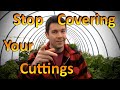 Stop Covering Your Hardwood Rooted Cuttings with a Propagation Frame for Higher Rooting Success