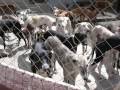 A Galgo Story (Spanish Greyhound) 1 English version の動画、YouTube動画。