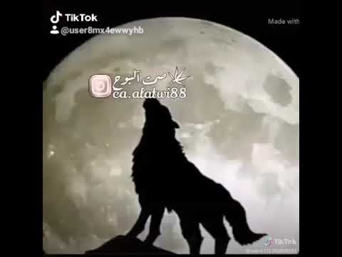 جرح الذيب