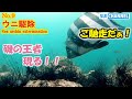 【ウニ駆除 第9弾】海藻もっさもさ!遂にウニ駆除の効果が現れ始めたのか!?Exterminate sea urchins to protect seaweed and sea environment