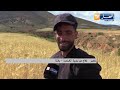 Batna The Harvest Campaign Continues In The Mountainous Regions 