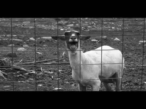 the-screaming-goats-soundboard-app-for-android