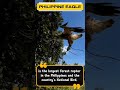 when you have an amazing bird like Philippine Eagle😘😘😘