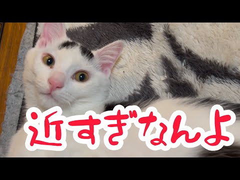 ヒーターの真ん前にいすぎあ末路が笑える。#保護#猫の暮らし