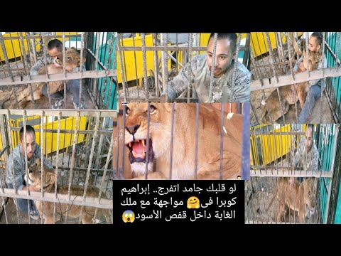 حبست نفسي في قفص مع أسد ليوم كامل