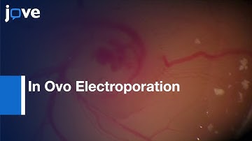 In Ovo Electroporation In Embryonic Chick Retina l Protocol Preview