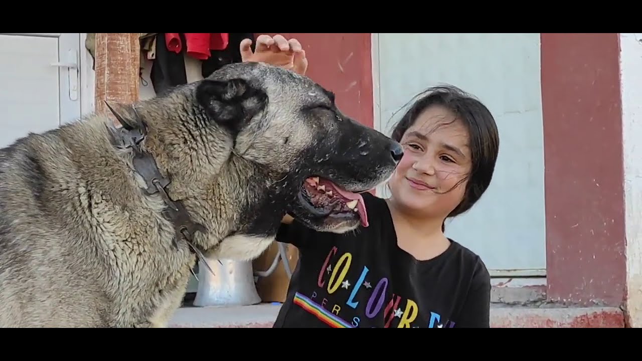 Karo ve soyu Hakkında merak ettikleriniz