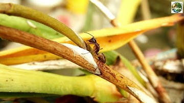 Ants Never Sleep: Myth or Reality? 4K