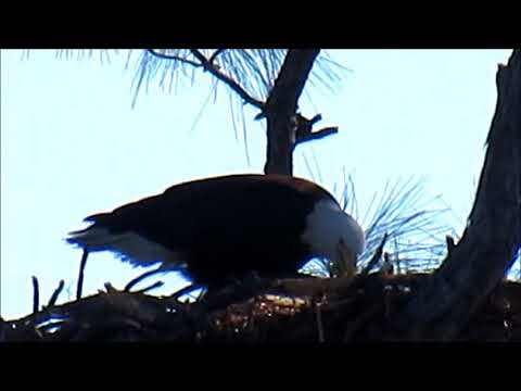 camera iphone 8 plus apk 12 18 17 Bald Eagle Visit