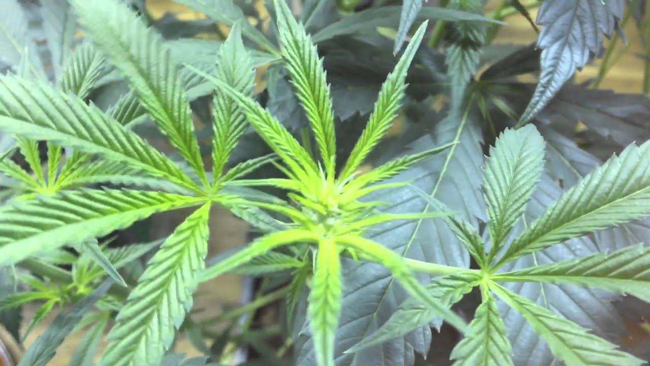 Testing out the method 7 glasses. Pretty dope.