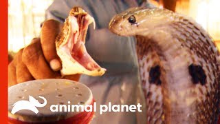Extracting Deadly Snake Venom To Create Life-Saving Anti-Venom | Raw Nature