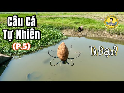 Hành Trình Đi Câu Cá Tự Nhiên (phần 5)