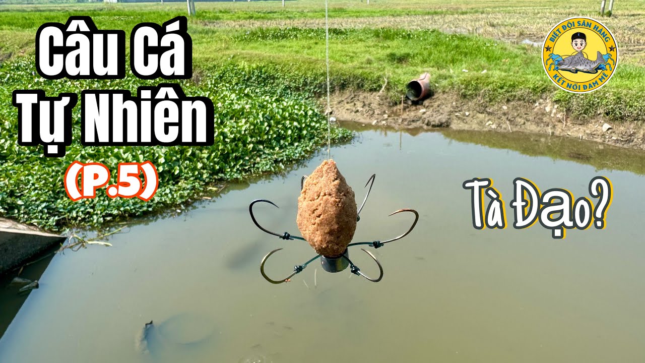 Hành Trình Đi Câu Cá Tự Nhiên (phần 5)