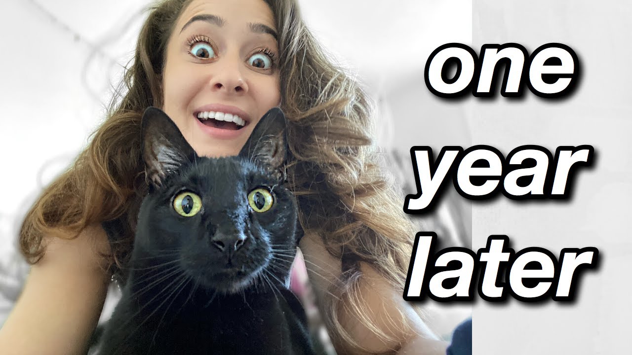 Update New IS IT WORTH IT?: Tried the one fast cat wheel for a full year