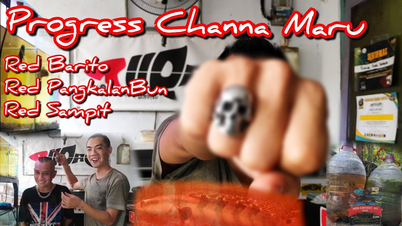 Apa Sih Perbedaan Channa Maru Red Barito Vs Red Pangkalanbun Vs Red Sampit ???