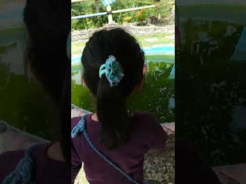 Rumah pohon inyiak - YouTube