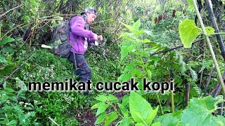 Ternyata Sangat mudah sekali memikat burung cucak kopi..!!!