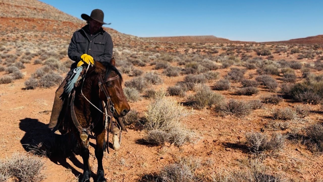Новое пополнение в табуне лошадей. Ронда зарабатывает себе на жизнь.