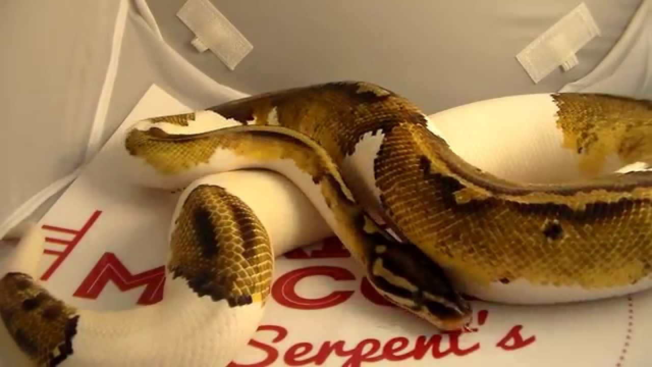 pied piper 読み方 Three! Pastel Yellowbelly Pied Ball Python