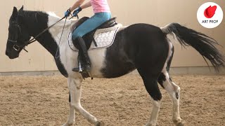 Daily Life Drawing Session: Timed Image References, Horses, 5 min. Poses