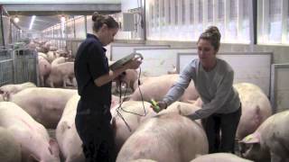 Pig Pregnancy Update - Youtube Pig Pregnancy Update - Youtube